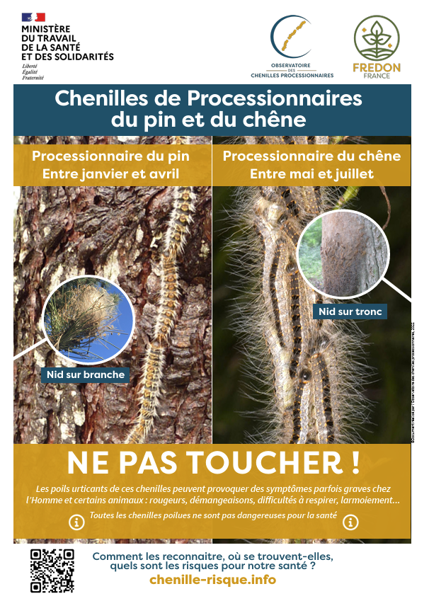 Chenilles processionnaires